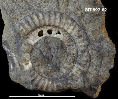 https://files.geocollections.info/large/ce/6e/ce6ee3ee-77ff-4dd0-86ab-642548711e19.jpg