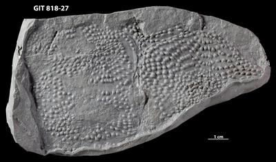 https://files.geocollections.info/large/ce/6e/ce6ee949-6068-4528-ac9a-f4f89c41c5f0.jpg