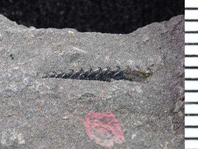 https://files.geocollections.info/large/ce/6f/ce6fff65-c8b8-4f31-b6df-7a524ff7e904.jpg