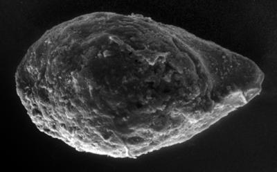 https://files.geocollections.info/large/ce/72/ce7295f7-855e-4eeb-b96e-1cee1d0f727f.jpg