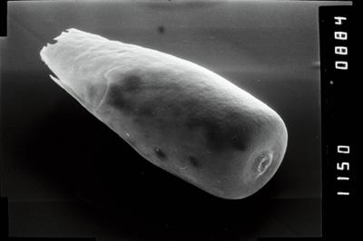 <i><i>Conochitina</i> | Conochitina sp.5 </i><br />Vängla trench,  m, Adavere Stage (754-1940)