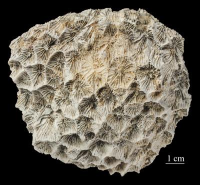 https://files.geocollections.info/large/cf/03/cf03eadf-ad68-4c84-bf2a-af62ef252b40.jpg