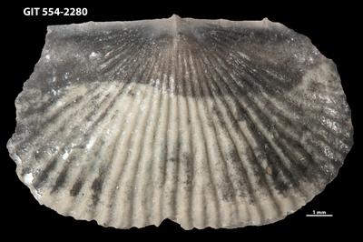 https://files.geocollections.info/large/cf/14/cf1444b8-0fc6-4f70-bf85-672381999370.jpg