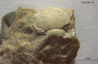 https://files.geocollections.info/large/cf/24/cf24d97d-c3ad-4ffa-9189-0a18d919fd02.jpg