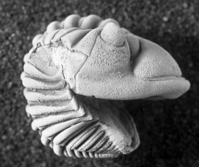 https://files.geocollections.info/large/cf/3c/cf3c7f6f-84ab-4b3b-8b46-1febf4e5d690.jpg