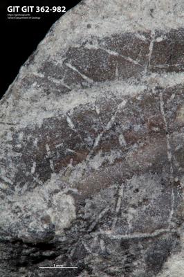 <i></i><br />Ohesaare cliff,  m, Ohesaare Stage