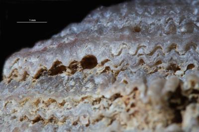 <i></i><br />Kohtla-Järve,  m, Kukruse Stage