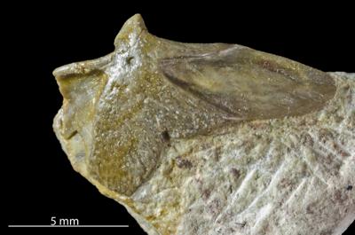 https://files.geocollections.info/large/cf/60/cf60264b-dd94-4001-8ae1-813c02117835.jpg