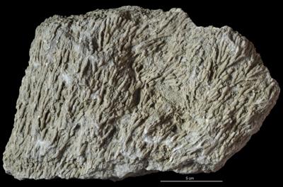 https://files.geocollections.info/large/cf/86/cf86f446-b9c9-488a-9fc1-7904085e669b.jpg