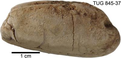 https://files.geocollections.info/large/cf/c4/cfc4ed57-276e-4d17-ba89-d7af7958b343.jpg