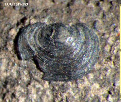 https://files.geocollections.info/large/cf/ec/cfecb07d-de62-4dc4-b346-6265823caeeb.jpg