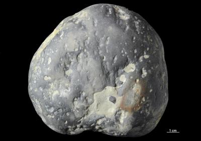 <i>Trypanites isp.</i><br />,  m, Furongian