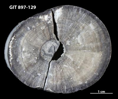 https://files.geocollections.info/large/cf/fc/cffc5b29-b2ff-449b-8f7a-e58a61a225d8.jpg