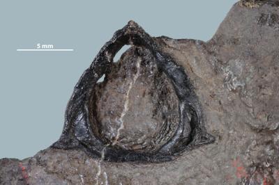 https://files.geocollections.info/large/cf/fd/cffdc9d2-0361-4e26-8781-bbf97835b284.jpg