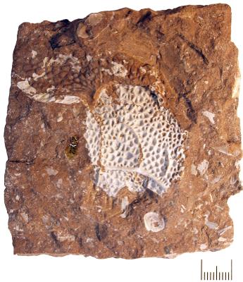 https://files.geocollections.info/large/d0/0f/d00f2359-d6c4-4b9a-8011-e1dbd243cc6c.jpg