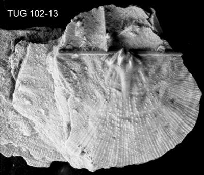https://files.geocollections.info/large/d0/0f/d00f761d-76eb-43c6-928e-7d56df227bde.jpg