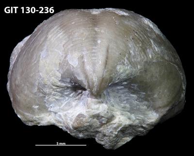 https://files.geocollections.info/large/d0/4b/d04bc724-a8ea-4040-8e6d-8dde24ad5ccf.jpg