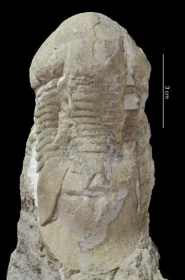 https://files.geocollections.info/large/d0/69/d069e7c3-13bc-4a36-a4a7-6861286e0edb.jpg