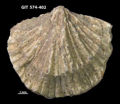 https://files.geocollections.info/large/d0/6d/d06dd07c-e4fd-4175-81be-989423a99a12.jpg