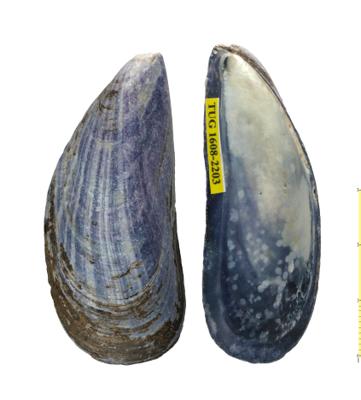 https://files.geocollections.info/large/d0/77/d077aea5-7d46-4996-9162-c20569d97a44.jpg