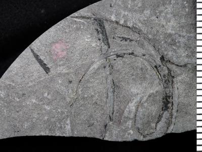 https://files.geocollections.info/large/d0/86/d086c694-1c56-41bc-a3e6-fe6ba4a6ad10.jpg