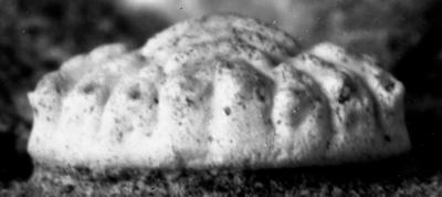 https://files.geocollections.info/large/d0/92/d092967c-657e-4893-a767-0811c1b22e6f.jpg