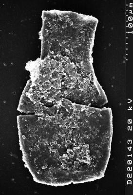 <i><i>Chitinozoa</i></i><br />Albrunnabrottet section,  m, Tremadocian (1527-14)