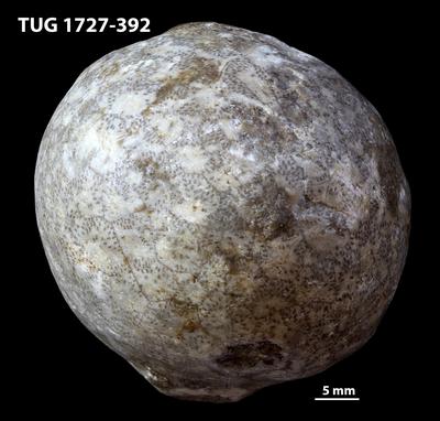 https://files.geocollections.info/large/d0/9d/d09dd7d7-6d62-43da-a5ab-dc1400900d58.jpg
