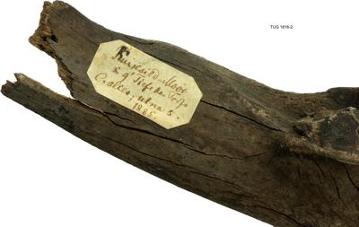 https://files.geocollections.info/large/d0/b8/d0b8cf1a-559c-4d30-afef-cc8184a7aeb1.jpg