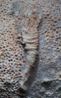 https://files.geocollections.info/large/d0/bf/d0bf036f-ef65-4d86-be6e-34e561336db2.jpg