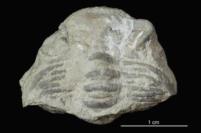 https://files.geocollections.info/large/d0/cf/d0cfe6b6-a623-46a8-970f-4d88977aeb5f.jpg