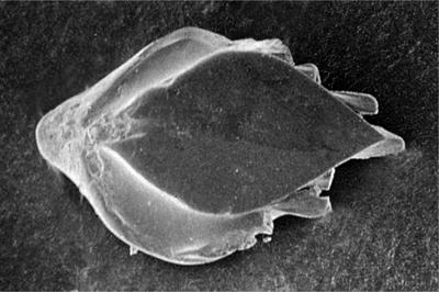 https://files.geocollections.info/large/d0/d5/d0d58d34-dec8-4374-a88d-3e0db4e80a58.jpg