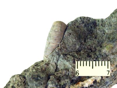 https://files.geocollections.info/large/d1/00/d1006979-aa8f-475d-b993-a2334a45e7a8.jpg