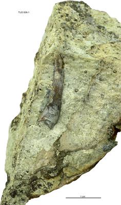 https://files.geocollections.info/large/d1/1e/d11e6deb-7276-40ec-bda3-fa08ec1c6a0f.jpg
