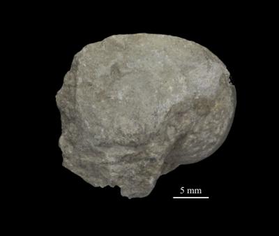 https://files.geocollections.info/large/d1/56/d156400f-604d-443d-8167-a5e848badc72.jpg