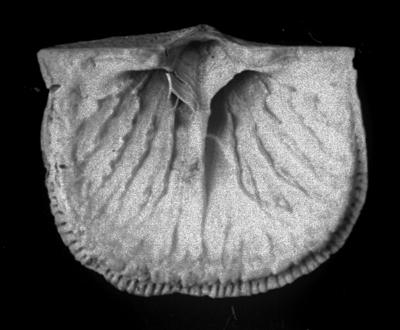 https://files.geocollections.info/large/d1/57/d1579523-4180-4cb3-a83a-6eba8605bf0e.jpg