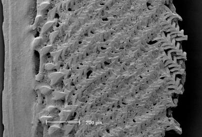 https://files.geocollections.info/large/d1/71/d1711ee8-9ae3-4428-86c8-7d907b056bfc.jpg