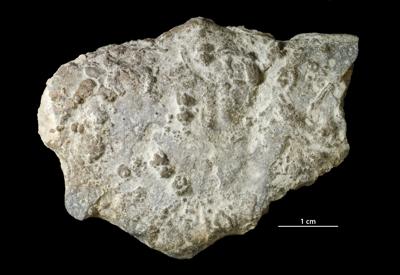 <i>Trypanites isp.</i><br />Velise river, Võiva outcrop,  m, Adavere Stage