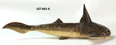 https://files.geocollections.info/large/d1/7a/d17a8546-af8f-4e14-b365-0ccd960c45e8.jpg