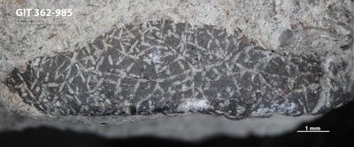 <i></i><br />Ohesaare cliff,  m, Ohesaare Stage