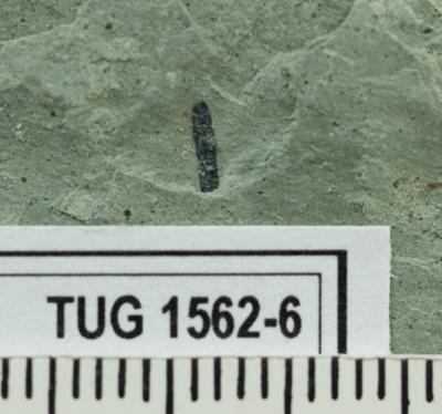 https://files.geocollections.info/large/d1/c3/d1c31f88-3d97-4167-8cd2-90ecfc23296d.jpg