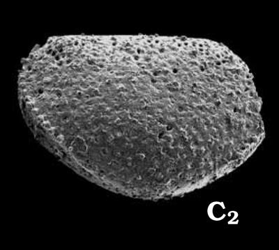 https://files.geocollections.info/large/d1/cd/d1cdd533-744f-441f-8be8-ee4cf509bff5.jpg
