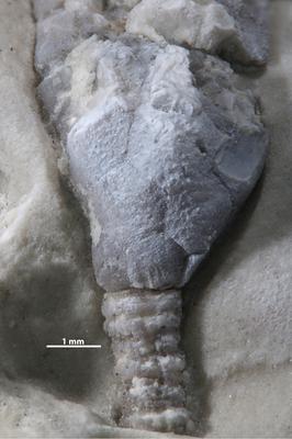 https://files.geocollections.info/large/d1/d7/d1d70c88-da37-4835-9c4e-e59d4842da11.jpg