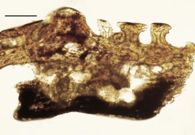 https://files.geocollections.info/large/d1/d9/d1d9fe08-878d-4aba-bab7-fd965f42bd0e.jpg