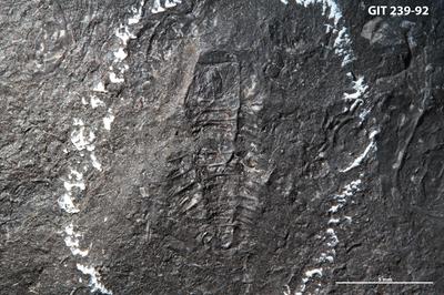 https://files.geocollections.info/large/d1/e3/d1e3a04b-658c-40e3-8626-9c0ce096abe3.jpg