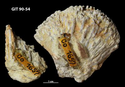 Syringopora multifaria | fossiilid.info