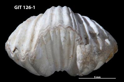 https://files.geocollections.info/large/d1/fc/d1fc7169-4a9e-47f3-83df-23174ad87a88.jpg