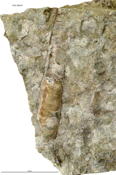 https://files.geocollections.info/large/d2/10/d2101a3a-ae7a-4be8-97f7-5a5b1a938c72.jpg