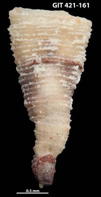 https://files.geocollections.info/large/d2/19/d2191653-e9e2-42df-ace8-1a9102d8f065.jpg