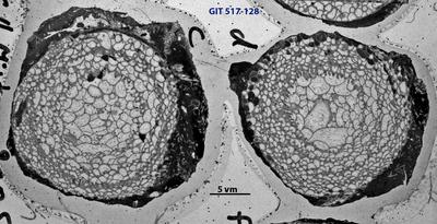 https://files.geocollections.info/large/d2/26/d226cde2-bd06-4c83-b6a5-f71409849fc3.jpg